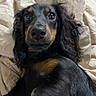 dog, black_and_tan, long_hair, floppy_ears, brown_eyes, close_up, portrait, lying_down, bed, blanket, bedding, indoor, home, pet, animal, shiny_coat, relaxed, looking_at_camera, cute, photography