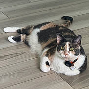 Zelda Bee is registered to the contest to win money with this photo: animal, calico_cat, cat, closeup, collar, cute, domestic_cat, ears, feline, floor, fur, indoor, lying_down, pet, relaxed, tag, tail, whiskers, wooden_floor, yellow_eyes