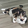 animal, calico_cat, cat, closeup, collar, cute, domestic_cat, ears, feline, floor, fur, indoor, lying_down, pet, relaxed, tag, tail, whiskers, wooden_floor, yellow_eyes