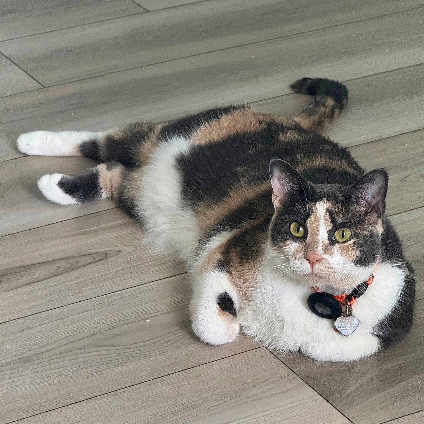 Zelda Bee is registered to the contest to win money with this photo: animal, calico_cat, cat, closeup, collar, cute, domestic_cat, ears, feline, floor, fur, indoor, lying_down, pet, relaxed, tag, tail, whiskers, wooden_floor, yellow_eyes