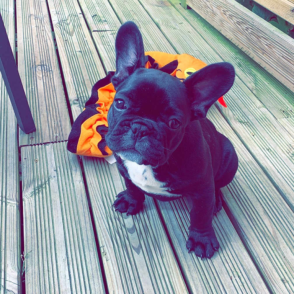 Oreo participe au concours pour gagner de l'argent avec cette photo : animal, architecture, bostonbull, building, bulldog, canine, deck, dog, frenchbulldog, hardwood, house, housing, machine, pet, pitbull, porch, puppy, stainedwood, wheel, wood