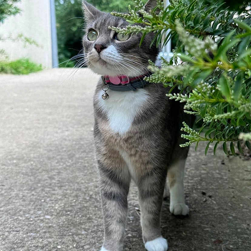 Minette