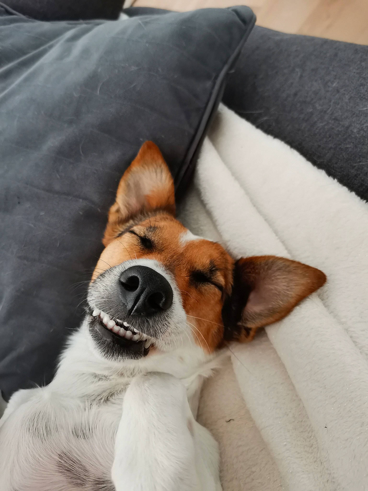 Nikki a rejoint le concours — aidez-le/la à gagner de superbes lots ! canidae, carnivore, collar, comfort, companion_dog, dog, dog_breed, ear, fawn, fur, linens, paw, pillow, snout, sporting_group, terrestrial_animal, textile, throw_pillow, whiskers, working_animal