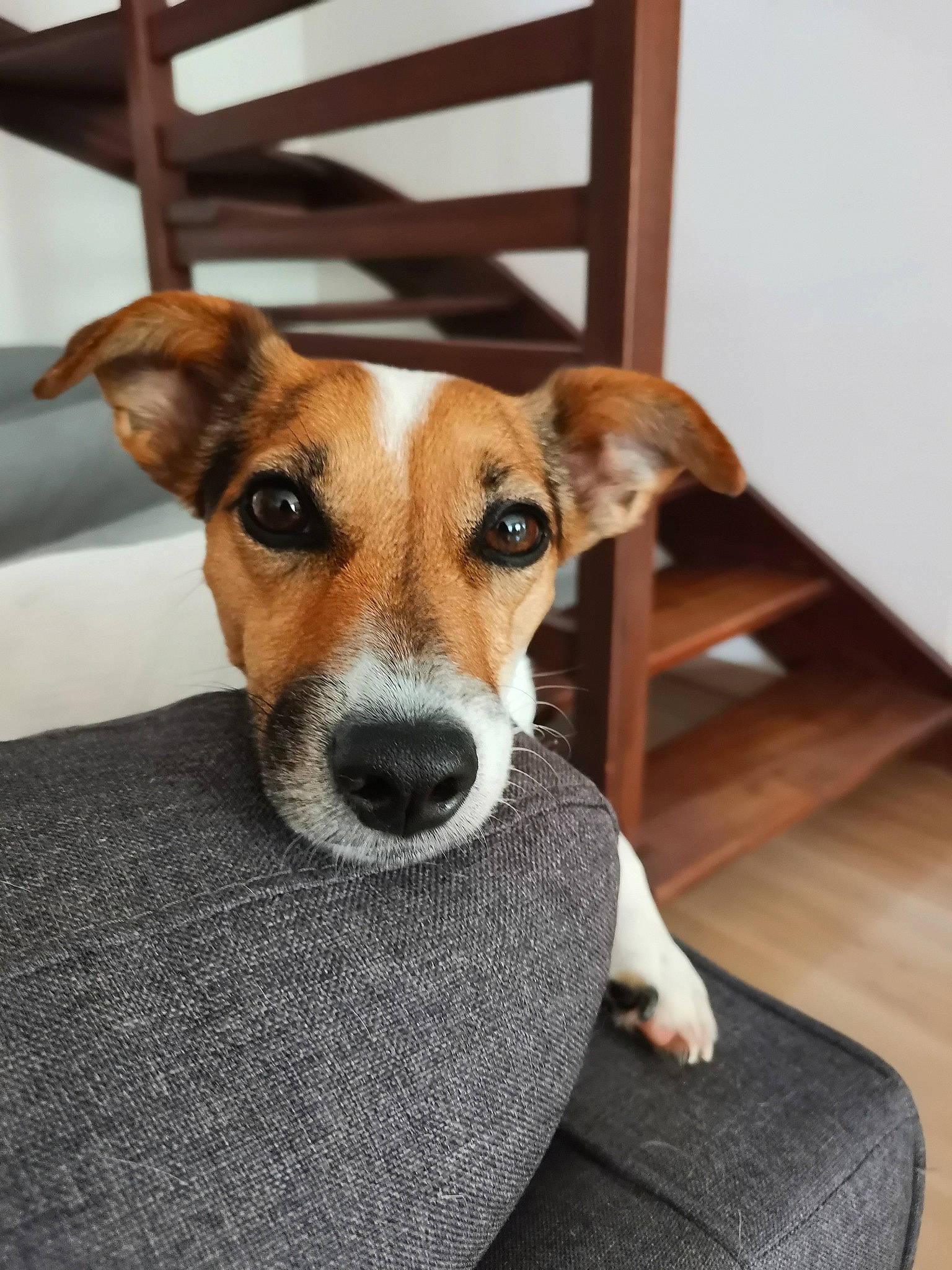 Nikki a rejoint le concours — aidez-le/la à gagner de superbes lots ! canidae, carnivore, chair, clock, comfort, companion_dog, dog, dog_breed, fawn, flooring, hardwood, irishjacks, paw, snout, sporting_group, terrestrial_animal, terrier, whiskers, wood, working_animal