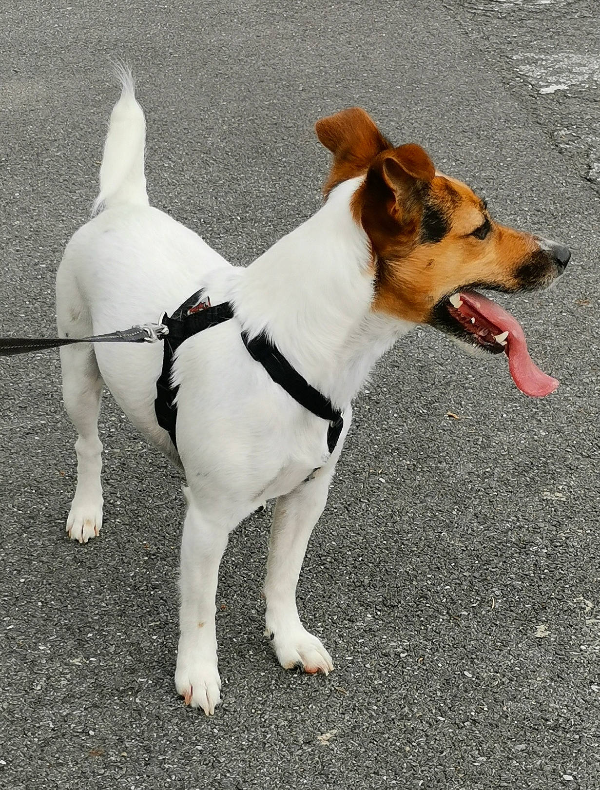 Nikki participe au concours pour gagner de l'argent avec cette photo : canidae, carnivore, collar, companion_dog, dog, dog_breed, dog_collar, dog_supply, fashion_accessory, fawn, leash, paw, pet_supply, road_surface, snout, sporting_group, tail, terrestrial_animal, terrier, working_animal