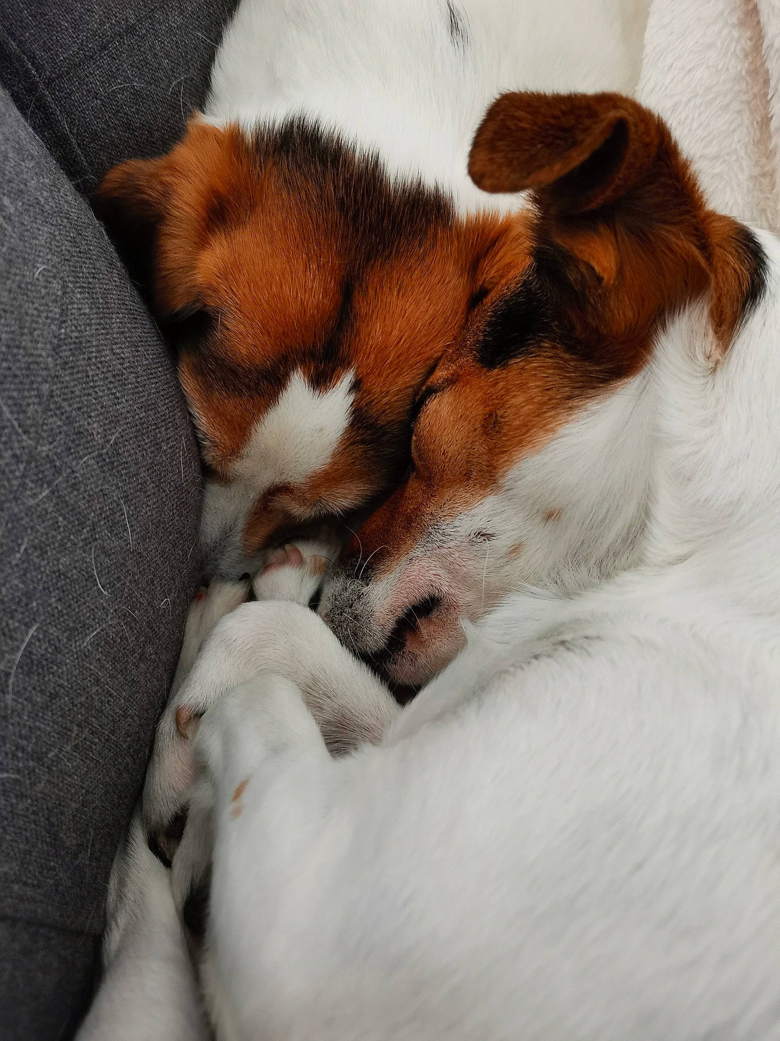 Nikki a rejoint le concours — aidez-le/la à gagner de superbes lots ! canidae, cardigan_welsh_corgi, carnivore, comfort, companion_dog, dog, dog_breed, fawn, fur, nap, non_sporting_group, paw, puppy, sleep, snout, sporting_group, tail, terrestrial_animal, whiskers, working_animal