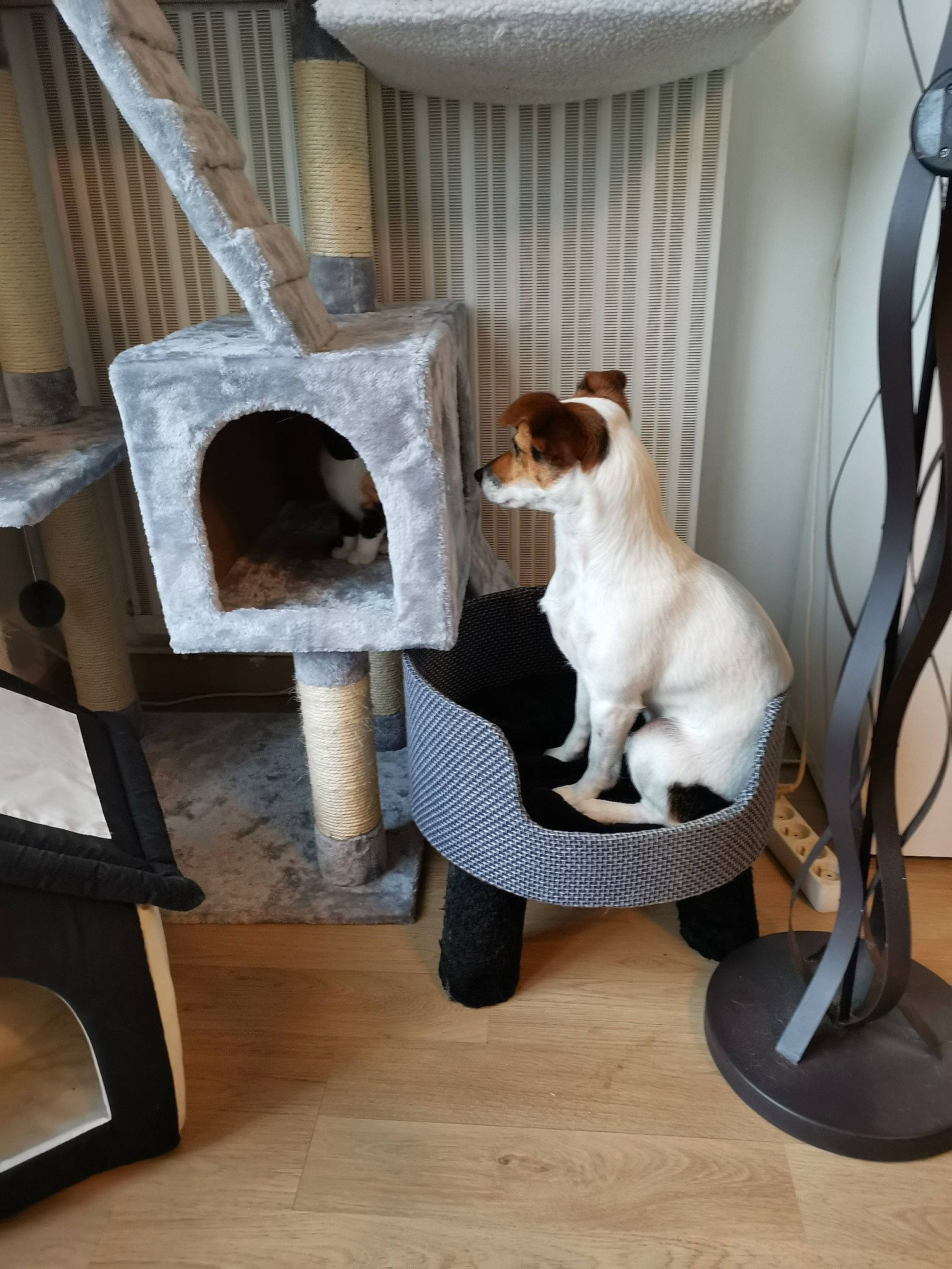 Nikki a rejoint le concours — aidez-le/la à gagner de superbes lots ! carnivore, cat_supply, collar, comfort, companion_dog, dog, dog_breed, dog_supply, fawn, felidae, flooring, fur, hardwood, pet_supply, room, small_to_medium_sized_cats, snout, tail, whiskers, wood