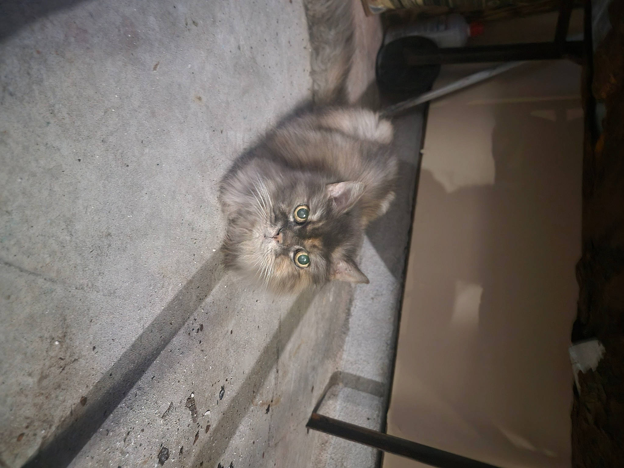 Catalina joined the competition — help win amazing prizes! asphalt, carnivore, cat, ceiling, domestic_short_haired_cat, felidae, floor, flooring, fur, grey, hardwood, metal, road_surface, roof, room, small_to_medium_sized_cats, snout, tail, whiskers, wood