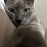 cat, gray_cat, green_eyes, close_up, animal, pet, feline, whiskers, ears, fur, portrait, indoor, cozy, blanket, soft_lighting, face, staring, alert, photography, cute