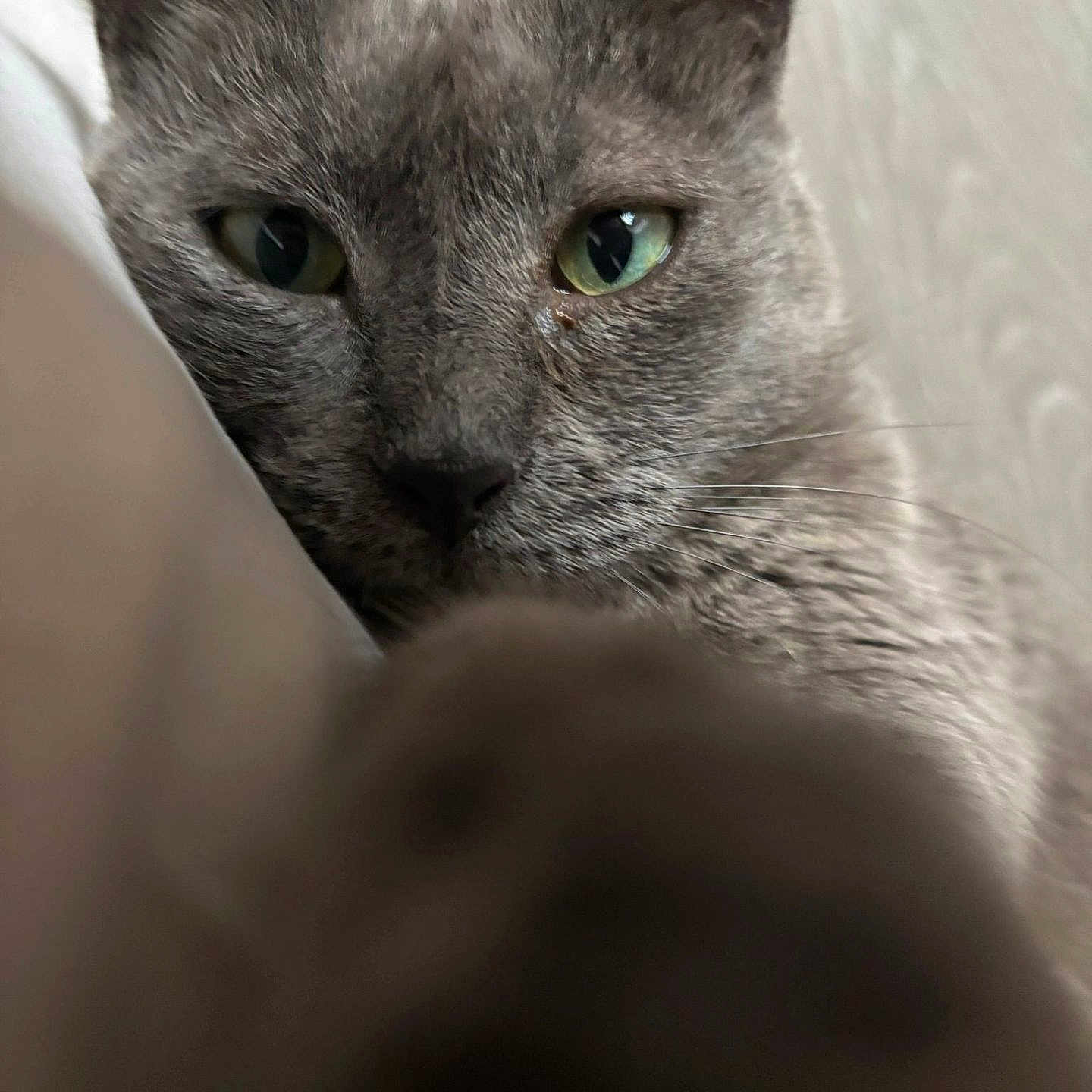 Romy
