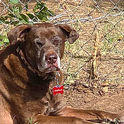 Charlie joined the competition — help win amazing prizes! dog, brown_dog, outdoor, sunlight, chain_link_fence, grass, collar, pet_tag, resting, animal, canine, muzzle, old_dog, nature, ground, fence, daylight, relaxed, side_view, mature