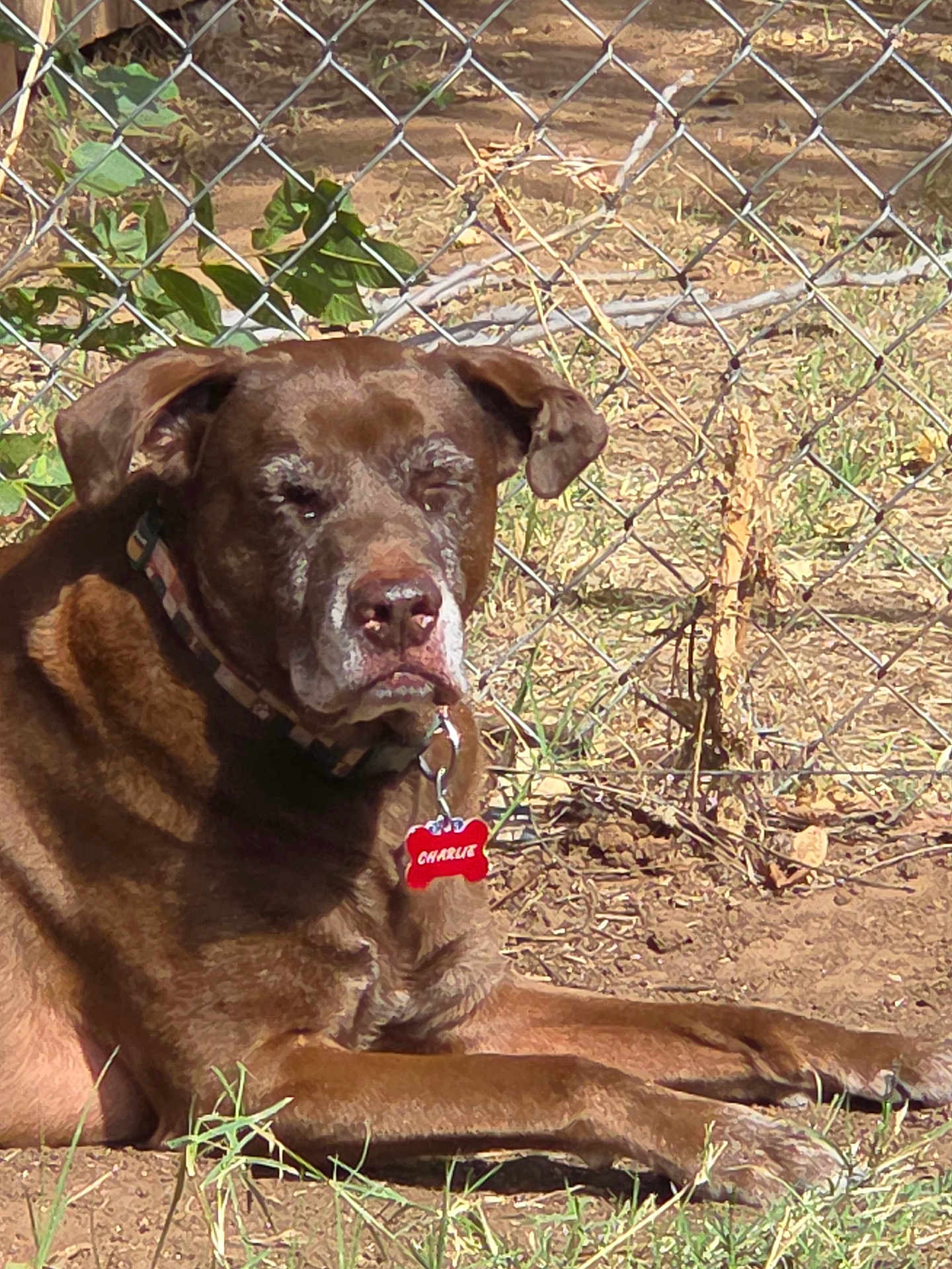 Charlie joined the competition — help win amazing prizes! dog, brown_dog, outdoor, sunlight, chain_link_fence, grass, collar, pet_tag, resting, animal, canine, muzzle, old_dog, nature, ground, fence, daylight, relaxed, side_view, mature