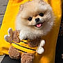 dog, pomeranian, puppy, yellow_bag, bee_costume, fluffy, cute, pet, tongue_out, stuffed_toy, canine, animal, adorable, small_dog, costume, accessory, fabric, closeup, smiling, outdoor