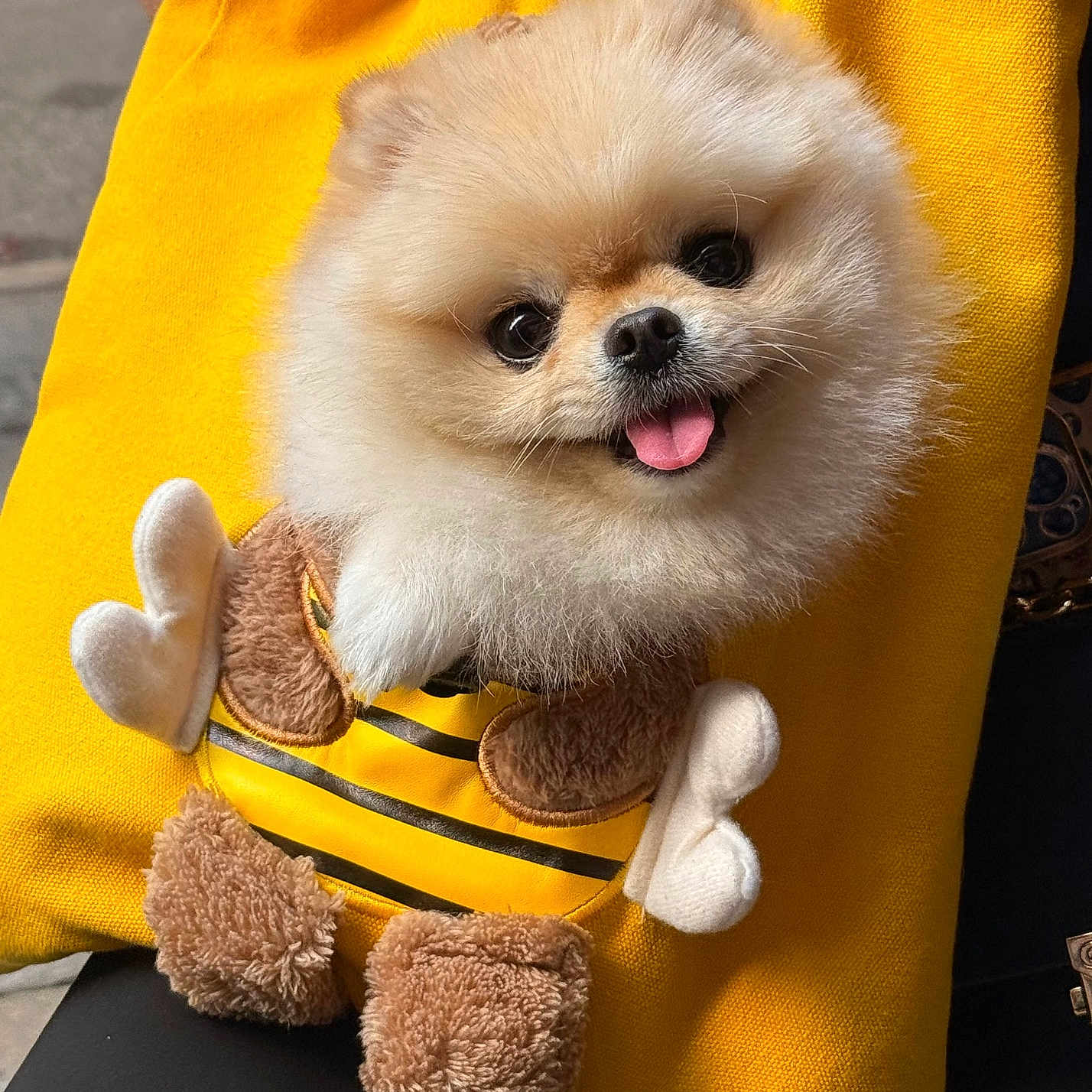 Kyubi joined the competition — help win amazing prizes! accessory, adorable, animal, bee_costume, canine, closeup, costume, cute, dog, fabric, fluffy, outdoor, pet, pomeranian, puppy, small_dog, smiling, stuffed_toy, tongue_out, yellow_bag