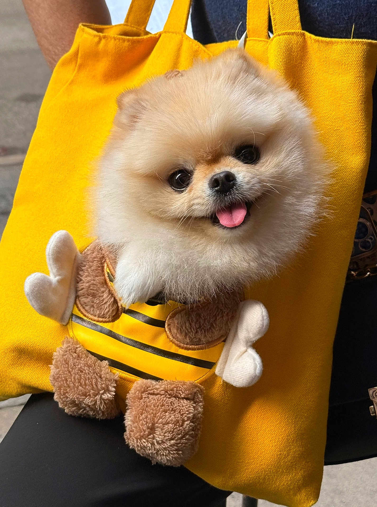 Kyubi joined the competition — help win amazing prizes! dog, pomeranian, puppy, yellow_bag, bee_costume, fluffy, cute, pet, tongue_out, stuffed_toy, canine, animal, adorable, small_dog, costume, accessory, fabric, closeup, smiling, outdoor