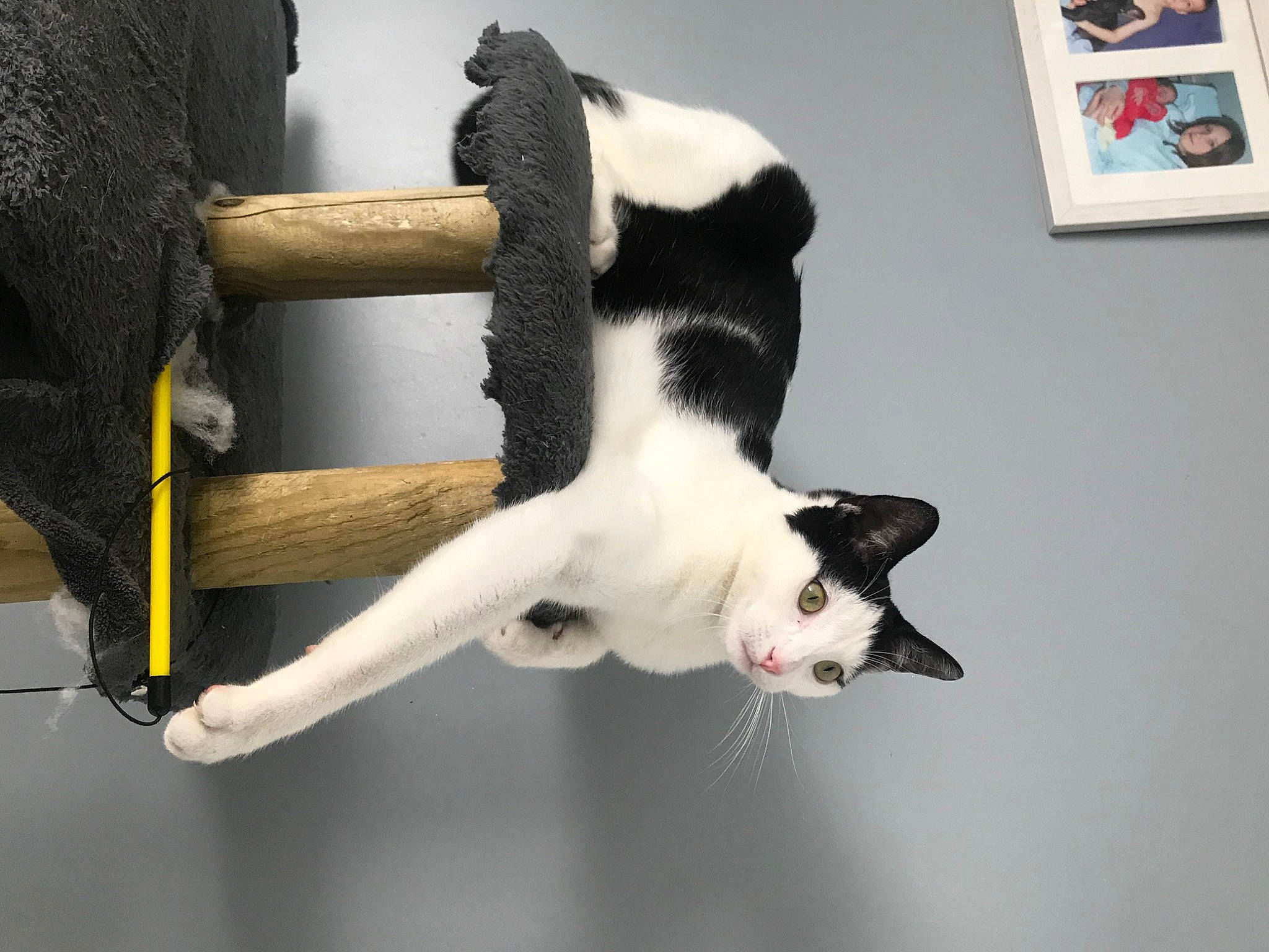 Oseille a rejoint le concours — aidez-le/la à gagner de superbes lots ! black_cat, building, canidae, carnivore, cat, cat_supply, collar, dog_breed, domestic_short_haired_cat, felidae, fur, picture_frame, plant, small_to_medium_sized_cats, snout, sporting_group, tail, tree, water, whiskers