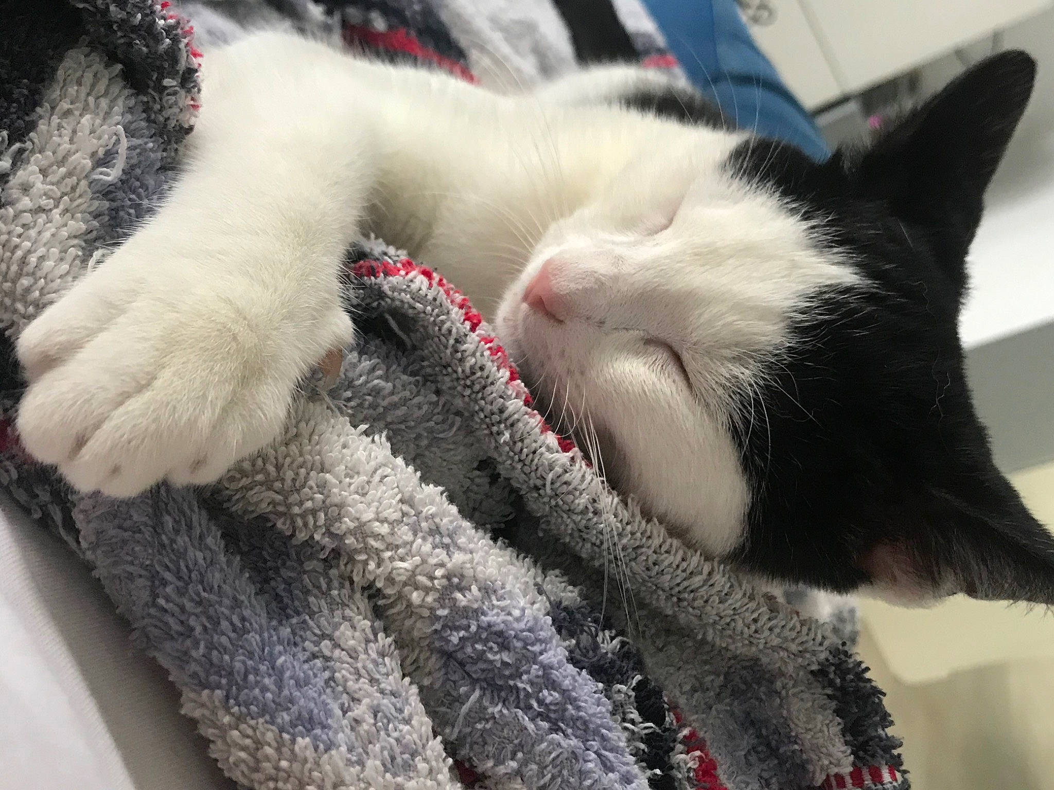 Oseille a rejoint le concours — aidez-le/la à gagner de superbes lots ! carmine, carnivore, cat, claw, collar, comfort, domestic_short_haired_cat, felidae, fur, grey, nap, paw, sleep, small_to_medium_sized_cats, snout, tail, whiskers, white