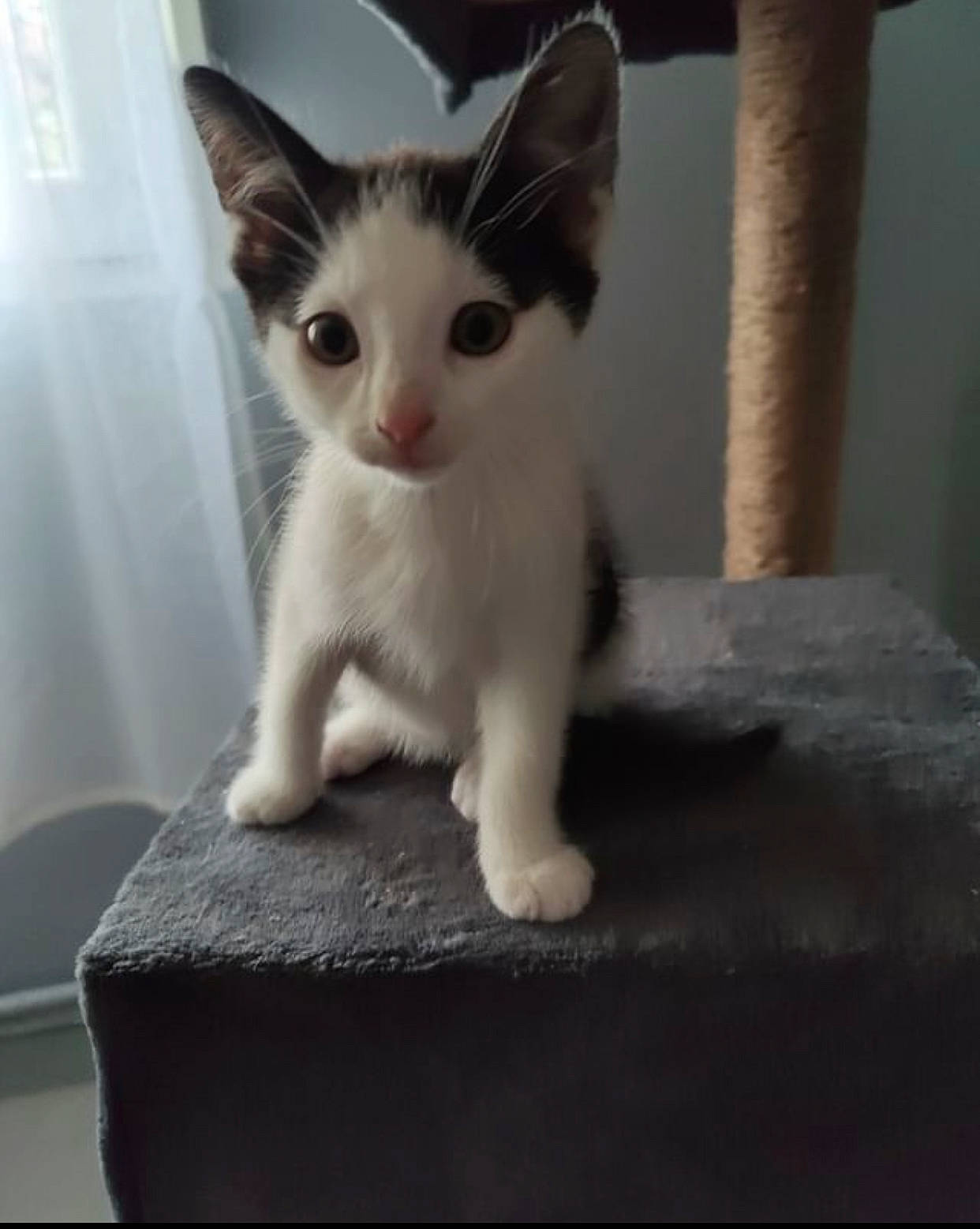 Oseille participe au concours pour gagner de l'argent avec cette photo : carnivore, cat, domestic_short_haired_cat, ear, fawn, felidae, fur, paw, photo_caption, small_to_medium_sized_cats, snout, surprised, tail, whiskers