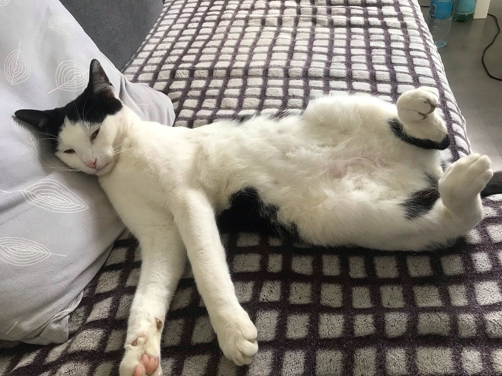 Oseille a rejoint le concours — aidez-le/la à gagner de superbes lots ! carnivore, cat, claw, comfort, companion_dog, domestic_short_haired_cat, fang, fawn, felidae, flooring, fur, linens, pattern, paw, small_to_medium_sized_cats, snout, tail, terrestrial_animal, whiskers, wood