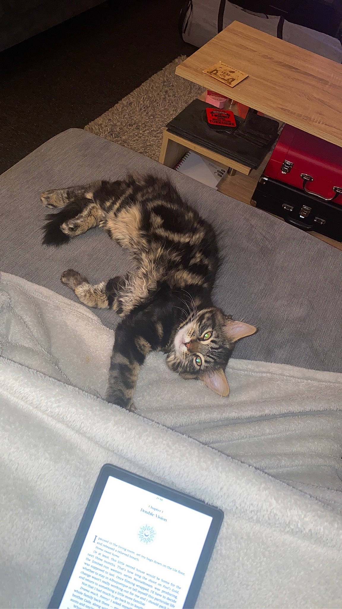 Jude is registered to the contest to win money with this photo: carnivore, cat, comfort, computer, domestic_short_haired_cat, electronic_device, felidae, flooring, fur, hardwood, office_equipment, office_supplies, paw, personal_computer, publication, room, small_to_medium_sized_cats, tail, whiskers, wood