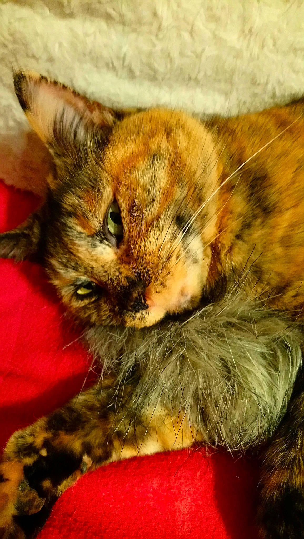 Geisha participe au concours pour gagner de l'argent avec cette photo : carnivore, cat, domestic_short_haired_cat, european_shorthair, fawn, felidae, fur, german_rex, kitten, maine_coon, mammal, small_to_medium_sized_cats, snout, tabby_cat, whiskers