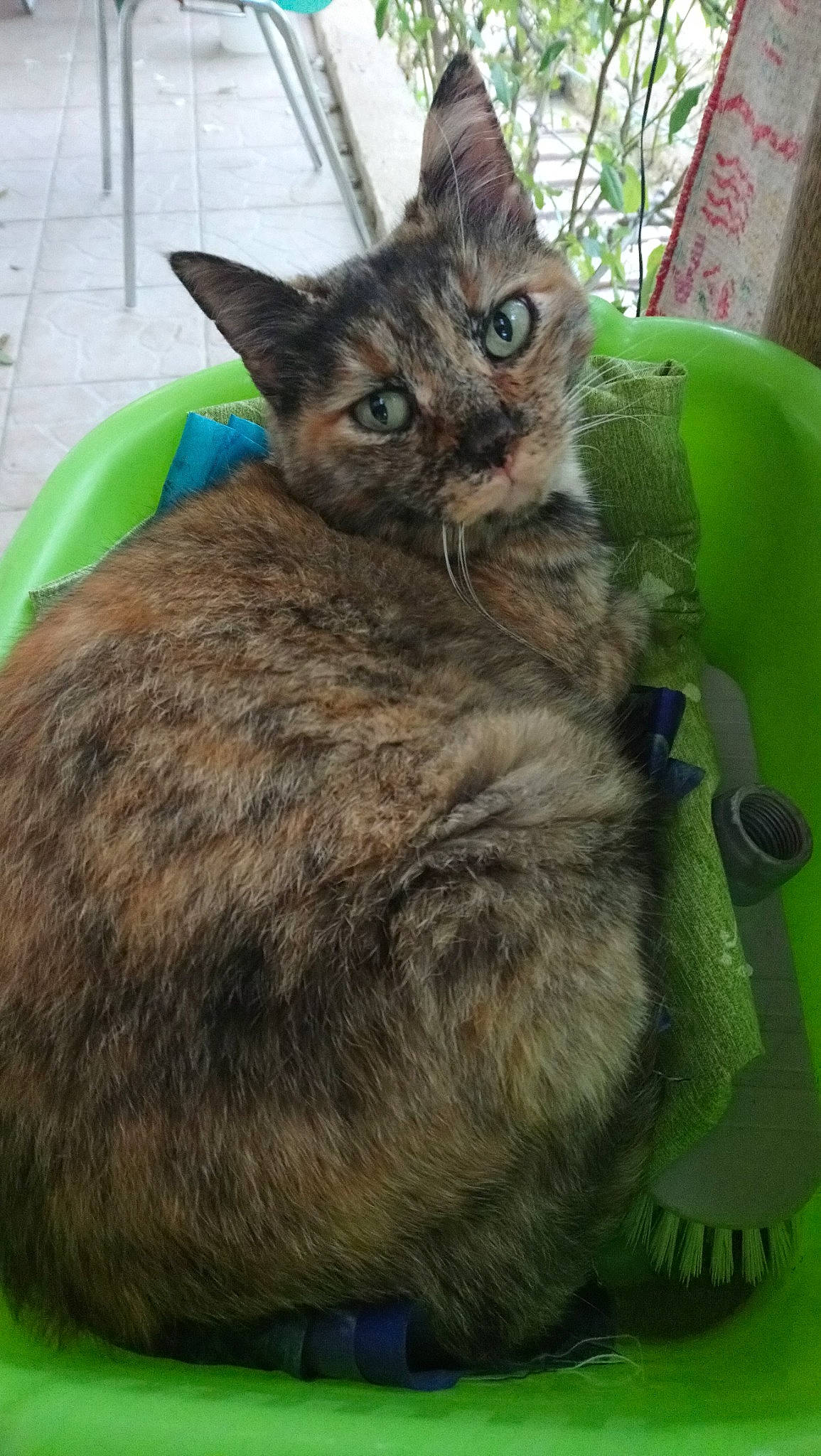 Geisha a rejoint le concours — aidez-le/la à gagner de superbes lots ! american_shorthair, asian, asian_semi_longhair, california_spangled, carnivore, cat, domestic_short_haired_cat, dragon_li, european_shorthair, felidae, german_rex, grass, kitten, mammal, pixie_bob, small_to_medium_sized_cats, tabby_cat, whiskers, wild_cat