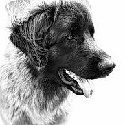 Vicky participe au concours pour gagner de l'argent avec cette photo : animal, black_and_white, bright_background, canine, close_up, cute, detailed, dog, expression, fluffy, focused, friendly, fur, muzzle, pet, portrait, side_view, studio_style, tongue_out, whiskers