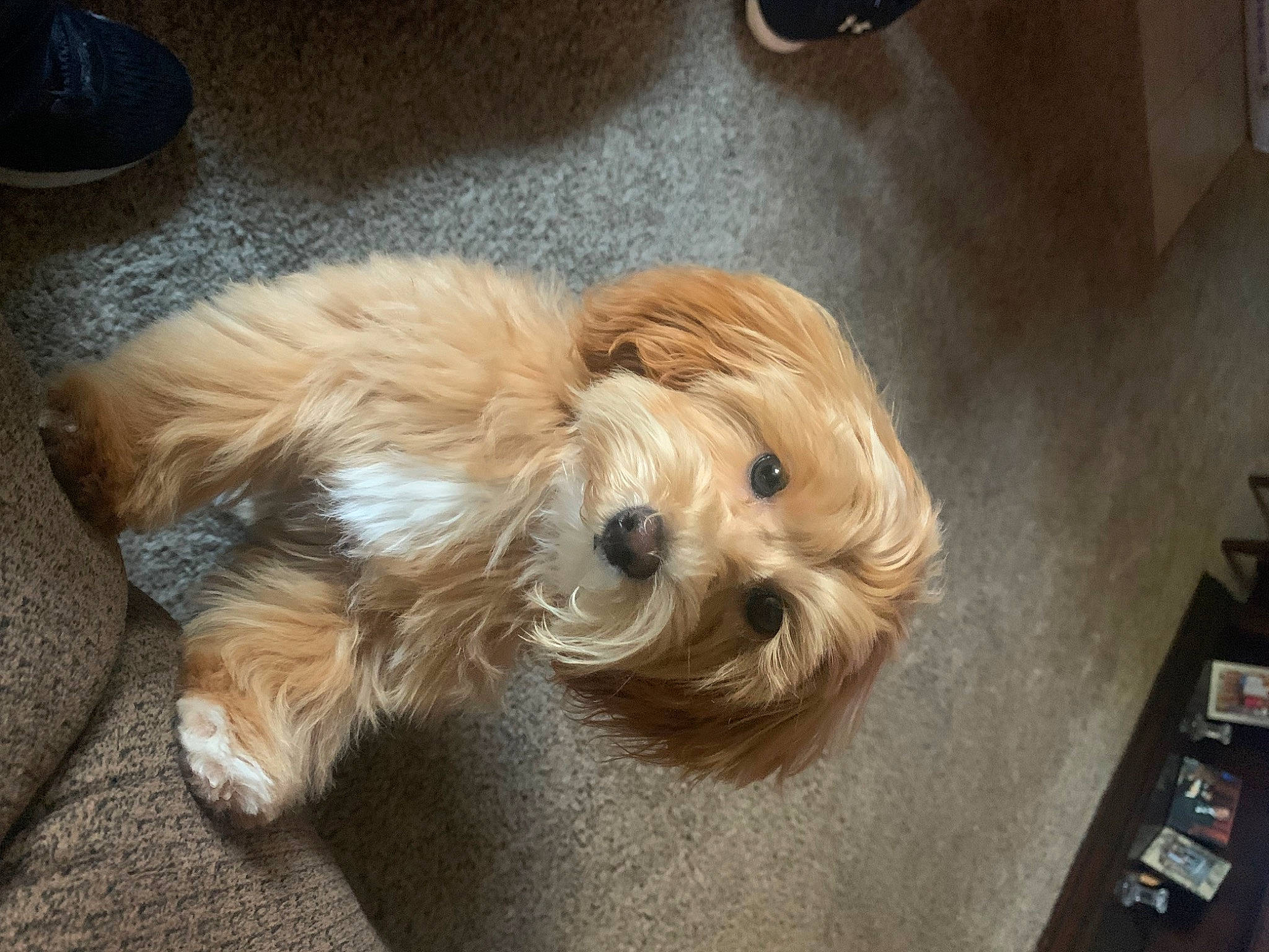 Bella joined the competition — help win amazing prizes! canidae, carnivore, companion_dog, dog, dog_breed, dog_supply, fawn, flooring, fur, hardwood, liver, maltepoo, small_terrier, snout, sporting_group, terrier, toy_dog, wood, working_animal, yorkipoo