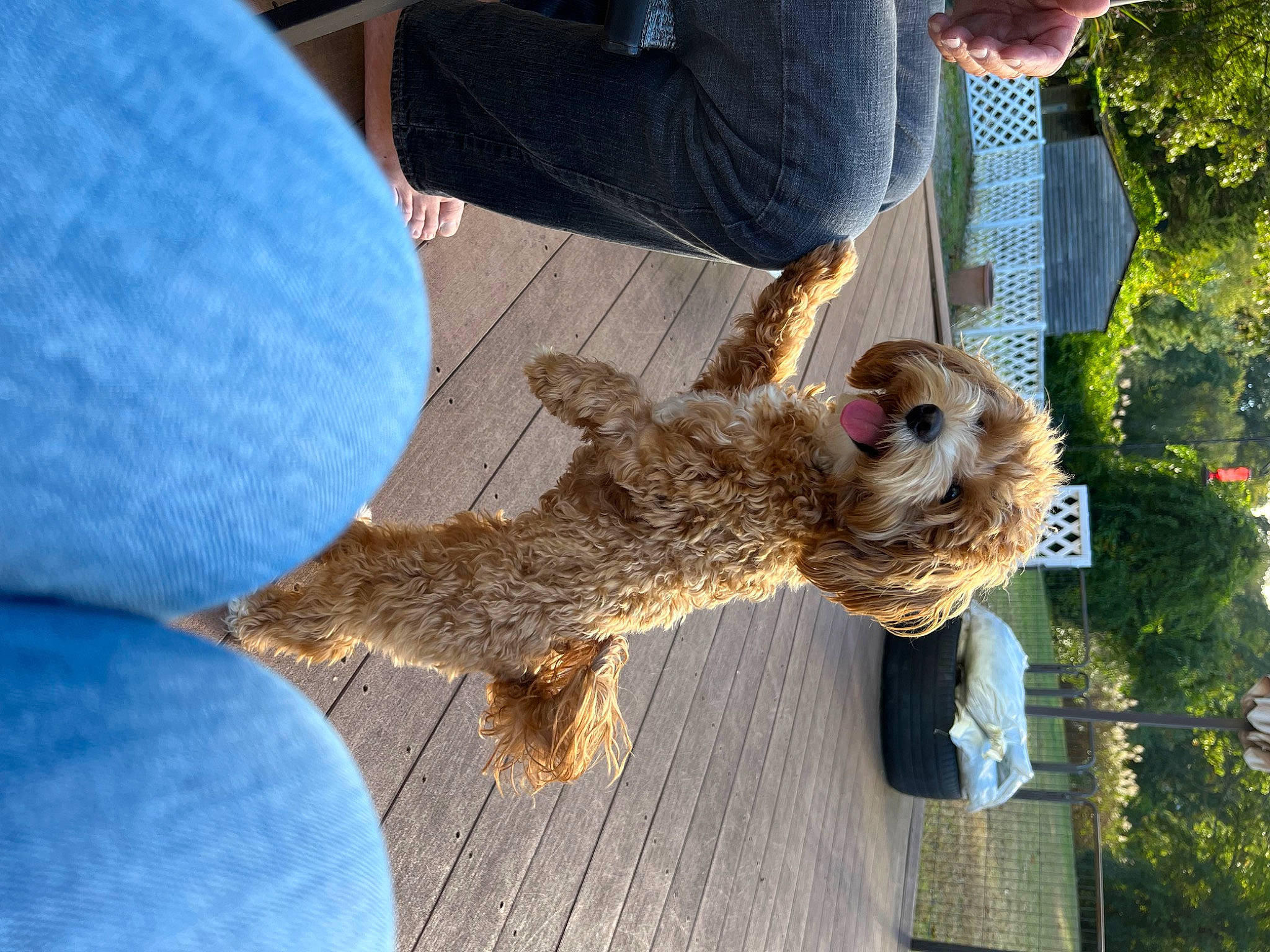 Bella is registered to the contest to win money with this photo: canidae, denim, dog_breed, fawn, fur, marsupial, natural_material, pattern, plant, sloth, snout, sporting_group, sunglasses, tail, terrestrial_animal, toy, tree, trunk, wildlife, wood