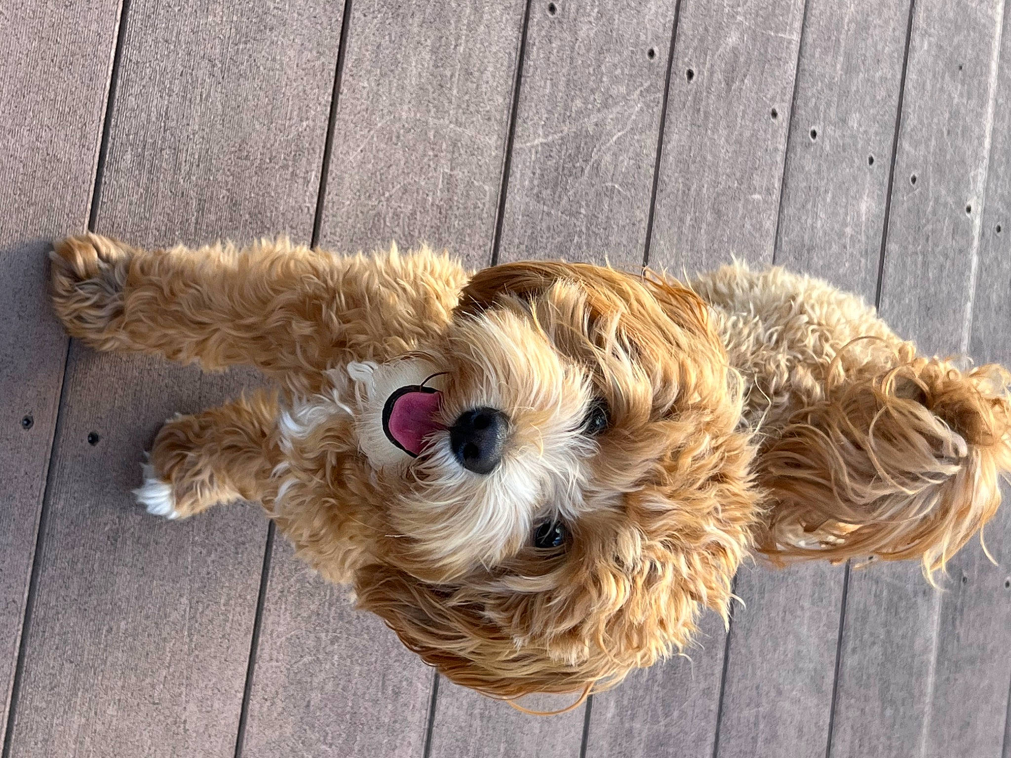 Bella joined the competition — help win amazing prizes! canidae, carnivore, collar, companion_dog, dog, dog_breed, dog_clothes, dog_supply, fawn, fur, pet_supply, snout, sporting_group, stuffed_toy, tail, terrier, toy, toy_dog, wood, working_animal