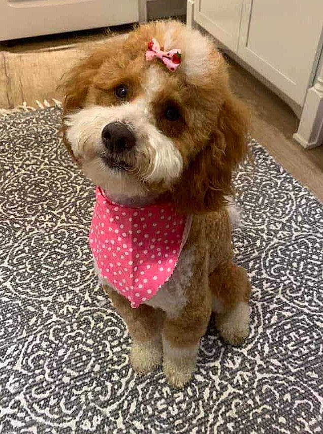 Josie joined the competition — help win amazing prizes! canidae, carnivore, collar, companion_dog, dog, dog_breed, dog_clothes, dog_collar, dog_supply, fawn, flooring, fur, liver, pet_supply, snout, spaniel, sporting_group, terrier, toy, toy_dog