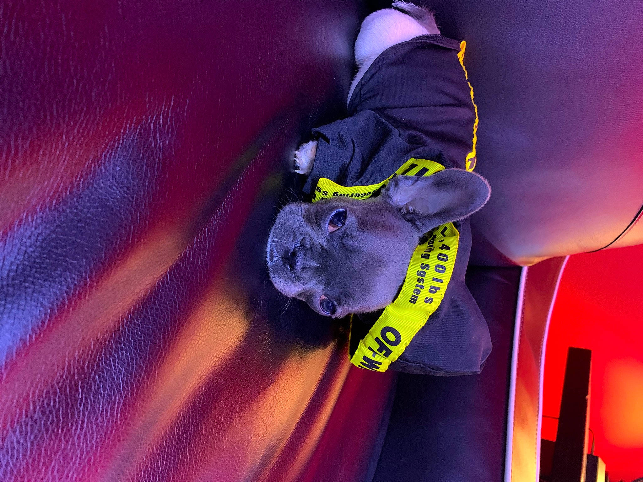 Zukko is registered to the contest to win money with this photo: animation, purple, violet, yellow