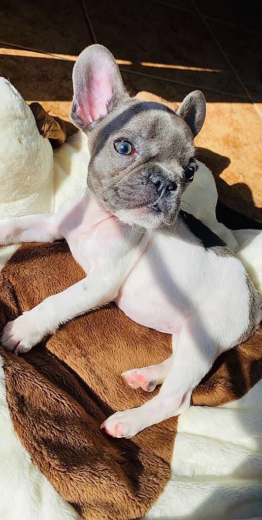 Zukko is registered to the contest to win money with this photo: bulldog, canidae, carnivore, companion_dog, dog, dog_breed, fawn, french_bulldog, mammal, molosser, non_sporting_group, puppy, snout, toy_bulldog, vertebrate