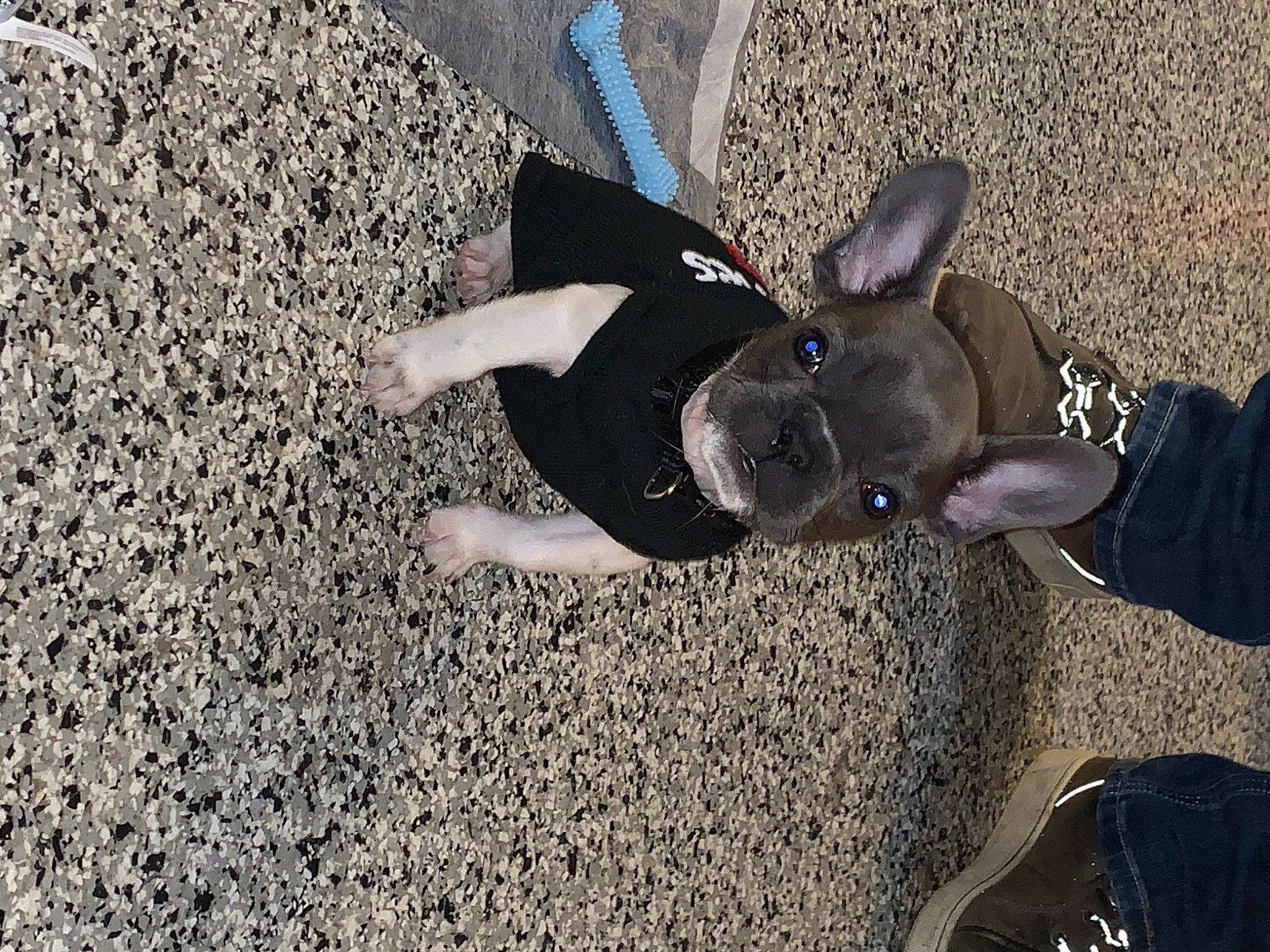 Zukko is registered to the contest to win money with this photo: boston_terrier, canidae, carnivore, dog, dog_breed, ear, fawn, french_bulldog, leash, non_sporting_group, snout