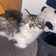 Tchoupetta a rejoint le concours — aidez-le/la à gagner de superbes lots ! cat, fluffy, perch, indoor, pet, relaxed, feline, white, grey, stuffed_animal, panda, soft, cozy, animal, cute, resting, fur, whiskers, ears, home