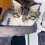 Tchoupetta a rejoint le concours — aidez-le/la à gagner de superbes lots ! kitten, cat, sleeping, furry, tabby, white, pet, indoors, cat_tree, soft, cozy, fur, animal, resting, cute, young, domestic, toy, fuzzy, closeup