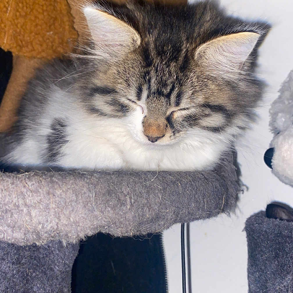 Tchoupetta a rejoint le concours — aidez-le/la à gagner de superbes lots ! animal, cat, cat_tree, closeup, cozy, cute, domestic, fur, furry, fuzzy, indoors, kitten, pet, resting, sleeping, soft, tabby, toy, white, young