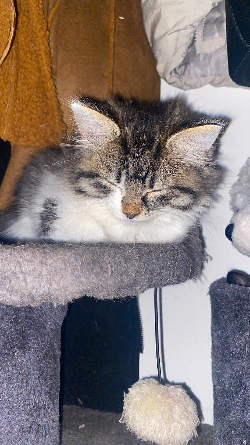 Tchoupetta a rejoint le concours — aidez-le/la à gagner de superbes lots ! kitten, cat, sleeping, furry, tabby, white, pet, indoors, cat_tree, soft, cozy, fur, animal, resting, cute, young, domestic, toy, fuzzy, closeup