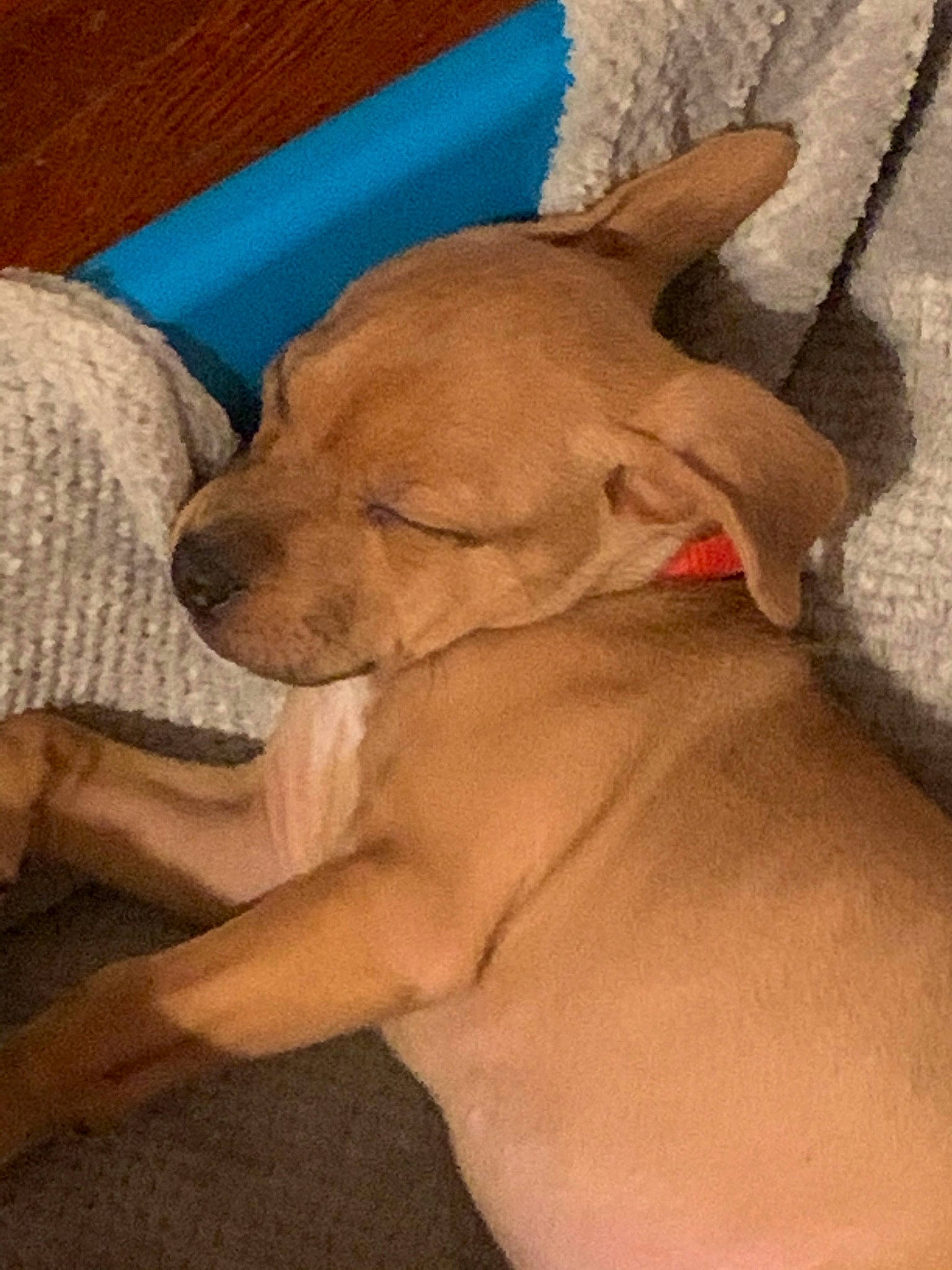 Doodles is registered to the contest to win money with this photo: american_hairless_terrier, canidae, carnivore, cirneco_delletna, dog, dog_breed, ear, fawn, mammal, mexican_hairless_dog, peruvian_hairless_dog, pharaoh_hound, puppy, snout, sporting_group, vertebrate, vizsla