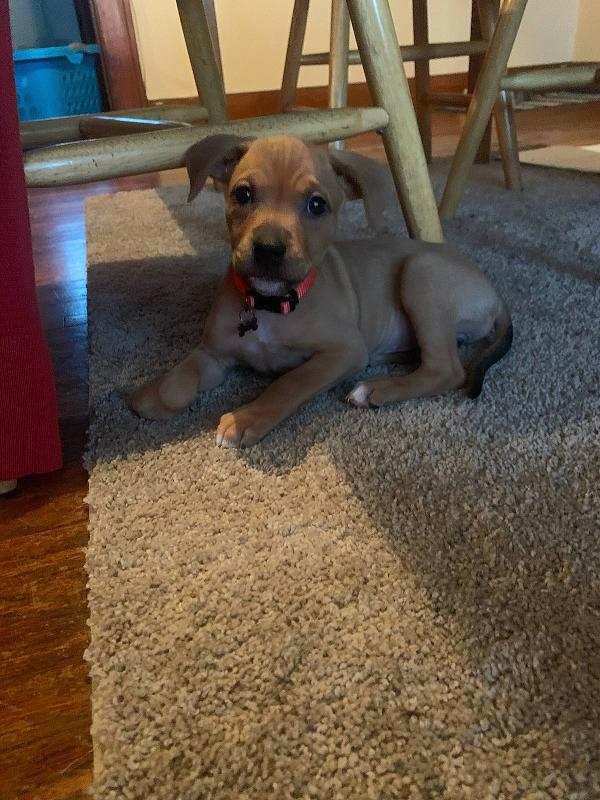 Doodles is registered to the contest to win money with this photo: canidae, carnivore, companion_dog, dog, dog_breed, fawn, flooring, mammal, snout, sporting_group, vertebrate