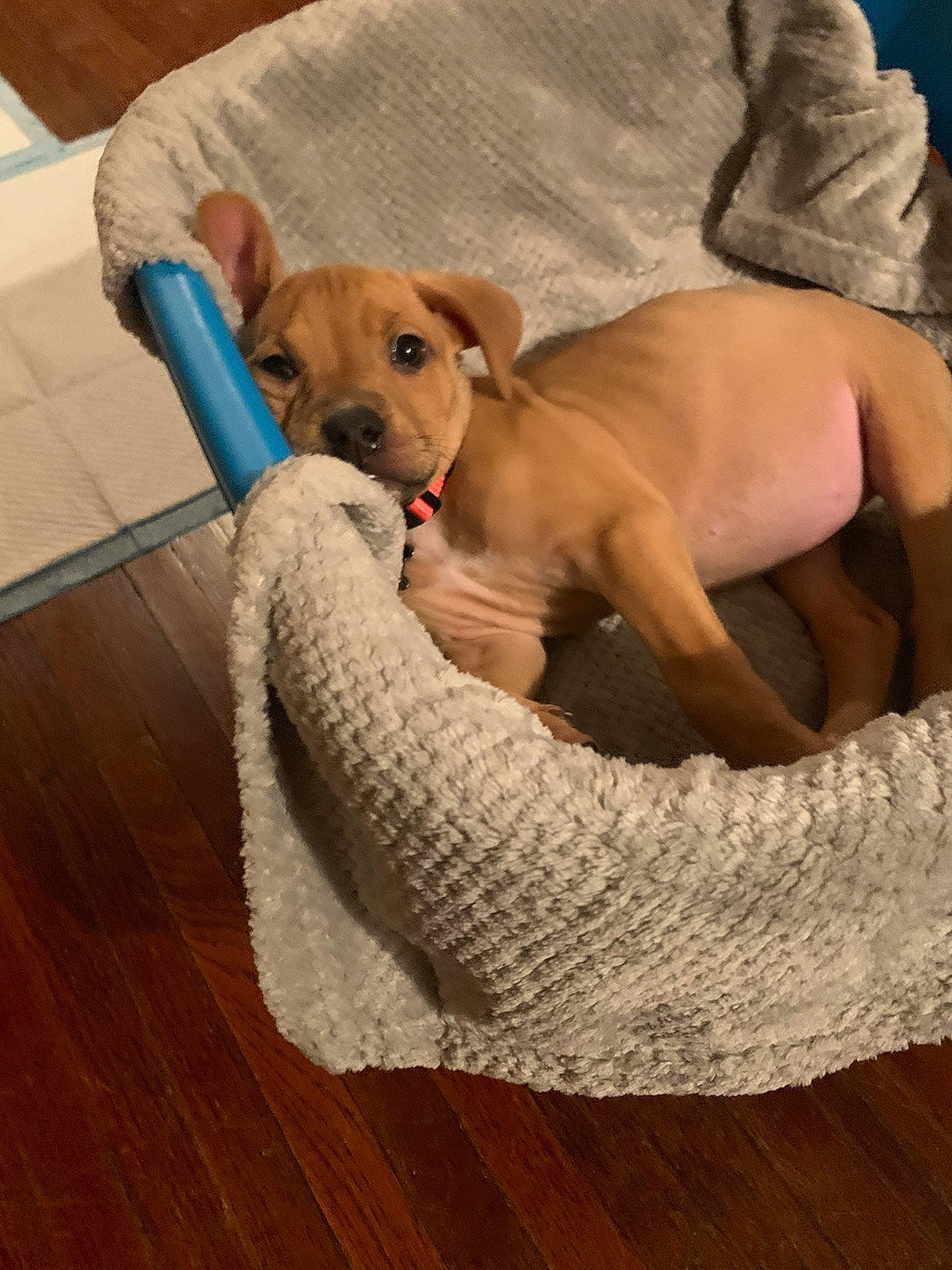 Doodles is registered to the contest to win money with this photo: black_mouth_cur, canidae, carnivore, companion_dog, dog, dog_breed, fawn, floor, flooring, hardwood, mammal, puppy, rhodesian_ridgeback, snout, vertebrate