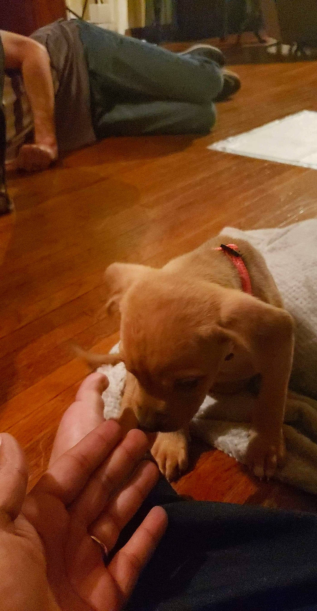 Doodles is registered to the contest to win money with this photo: canidae, carnivore, companion_dog, dog, dog_breed, fawn, flooring, hardwood, labrador_retriever, non_sporting_group, paw, pit_bull, puppy, snout, sporting_group