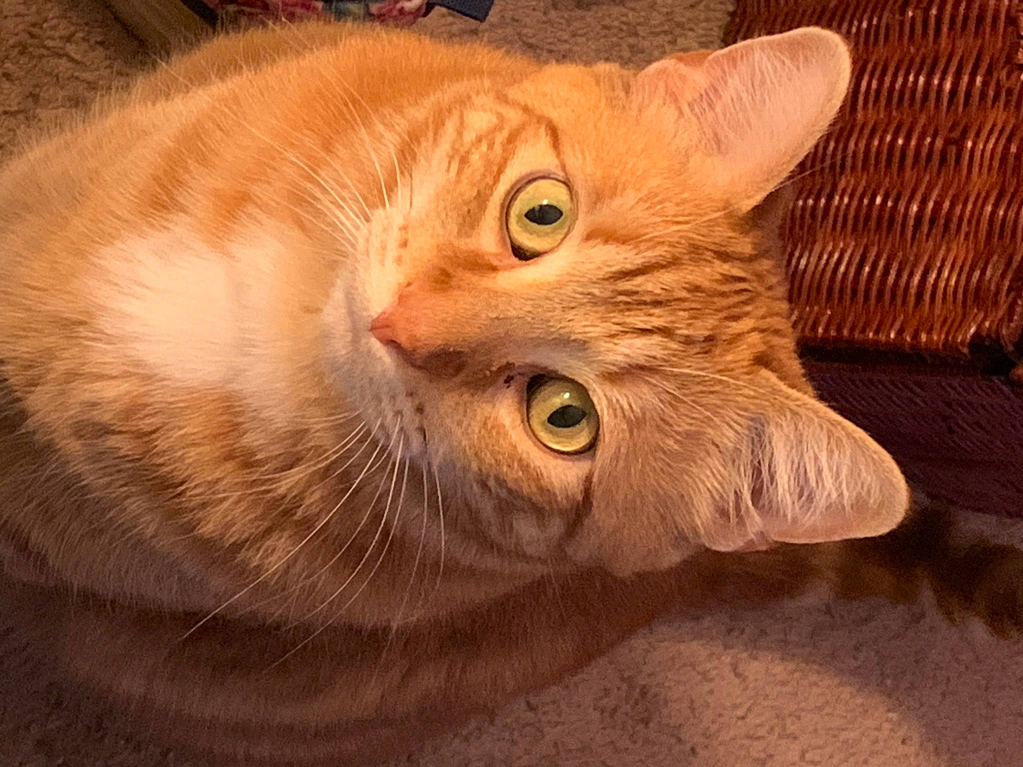 Casey is registered to the contest to win money with this photo: carnivore, cat, close_up, domestic_short_haired_cat, ear, eye, fawn, felidae, fur, head, iris, paw, peach, small_to_medium_sized_cats, snout, tail, terrestrial_animal, whiskers, wildlife, wood