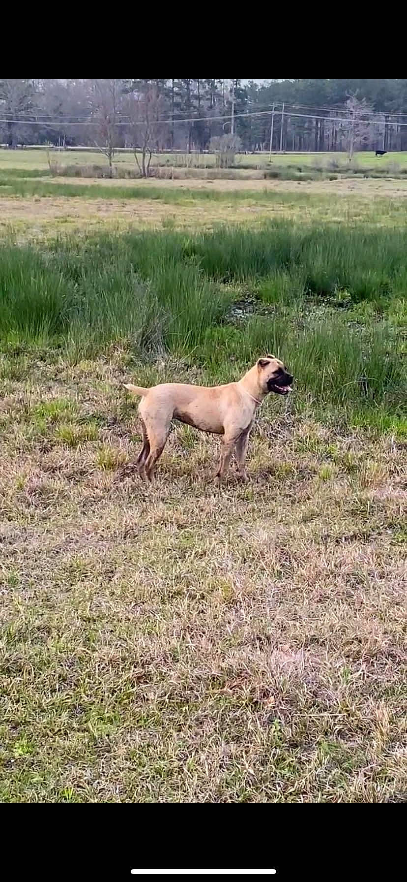 Motley joined the competition — help win amazing prizes! canidae, carnivore, dog, dog_breed, fawn, field, grass, grassland, landscape, pasture, plain, plant, prairie, soil, sporting_group, steppe, tail, terrestrial_animal, tree, working_animal