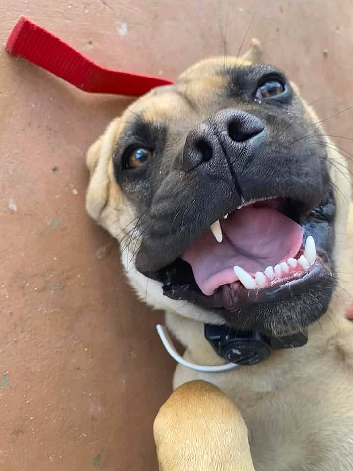 Motley is registered to the contest to win money with this photo: ancient_dog_breeds, canidae, carnivore, collar, companion_dog, dog, dog_breed, dog_collar, fang, fawn, fur, pet_supply, snout, sporting_group, terrestrial_animal, toy_dog, whiskers, working_animal, working_dog, wrinkle