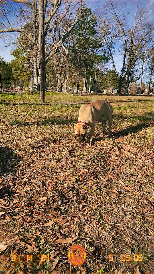Motley is registered to the contest to win money with this photo: carnivore, dog, dog_breed, fawn, forest, grass, grassland, groundcover, landscape, natural_landscape, plant, sky, soil, terrestrial_animal, tints_and_shades, tree, trunk, wood, woodland, working_animal