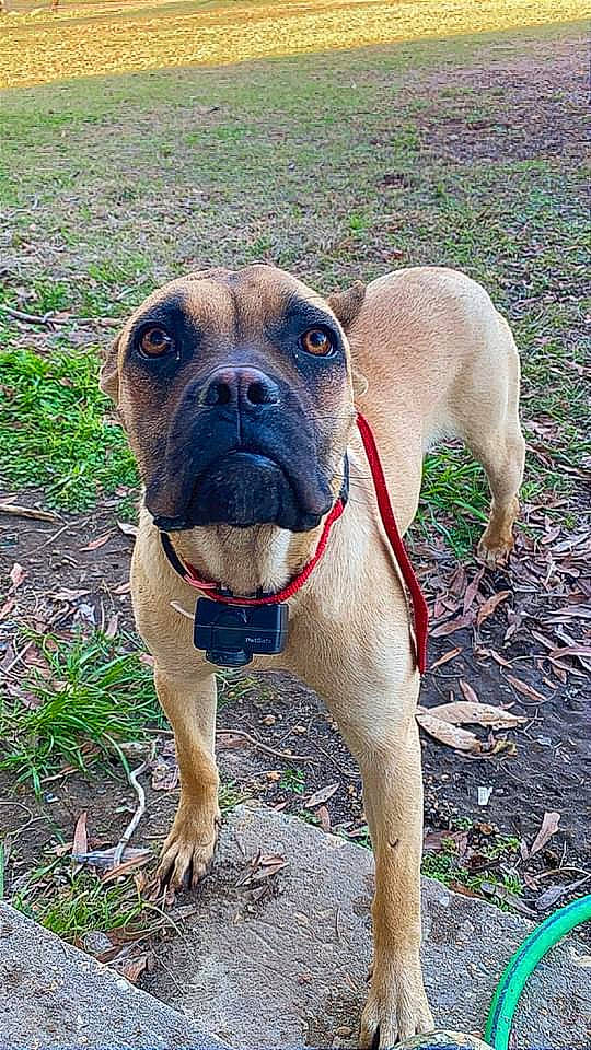 Motley joined the competition — help win amazing prizes! canidae, carnivore, collar, companion_dog, dog, dog_breed, dog_collar, fawn, hunting_dog, liver, molosser, non_sporting_group, pet_supply, snout, sporting_group, terrestrial_animal, working_animal, working_dog, wrinkle