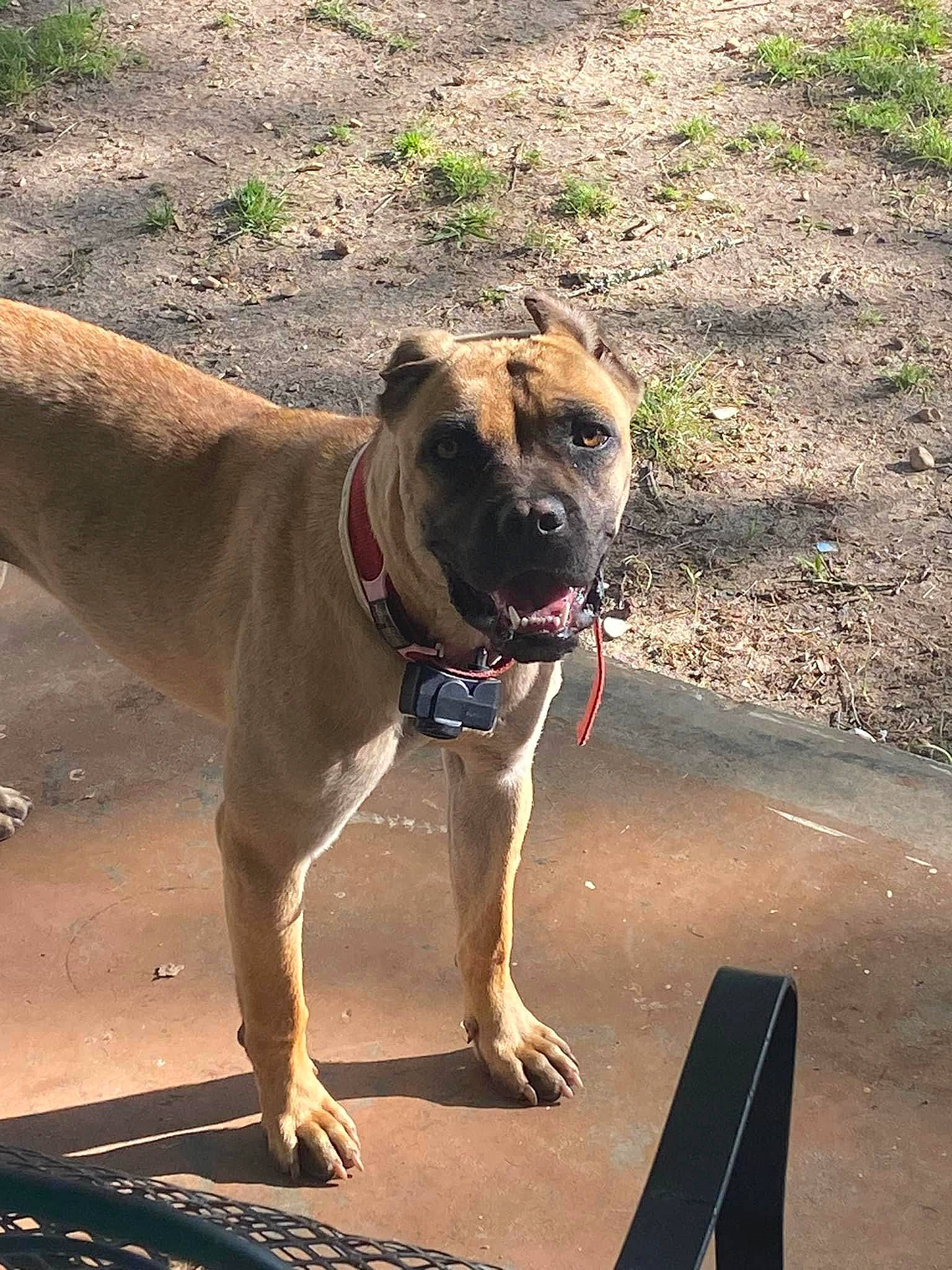 Motley joined the competition — help win amazing prizes! ancient_dog_breeds, boxer, canidae, carnivore, collar, companion_dog, dog, dog_breed, dog_collar, dog_supply, fashion_accessory, fawn, leash, liver, pet_supply, road_surface, snout, sporting_group, working_animal, working_dog