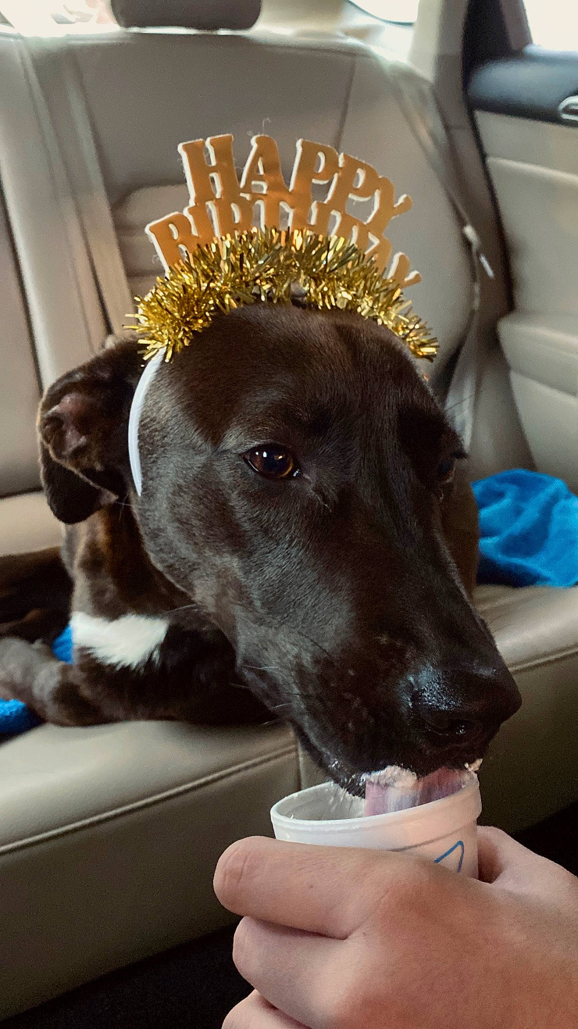 Lennon is registered to the contest to win money with this photo: canidae, carnivore, comfort, companion_dog, costume_hat, crown, dog, dog_breed, dog_collar, ear, fashion_accessory, fawn, fur, linens, mammal, metal, snout, sporting_group, vertebrate, working_animal