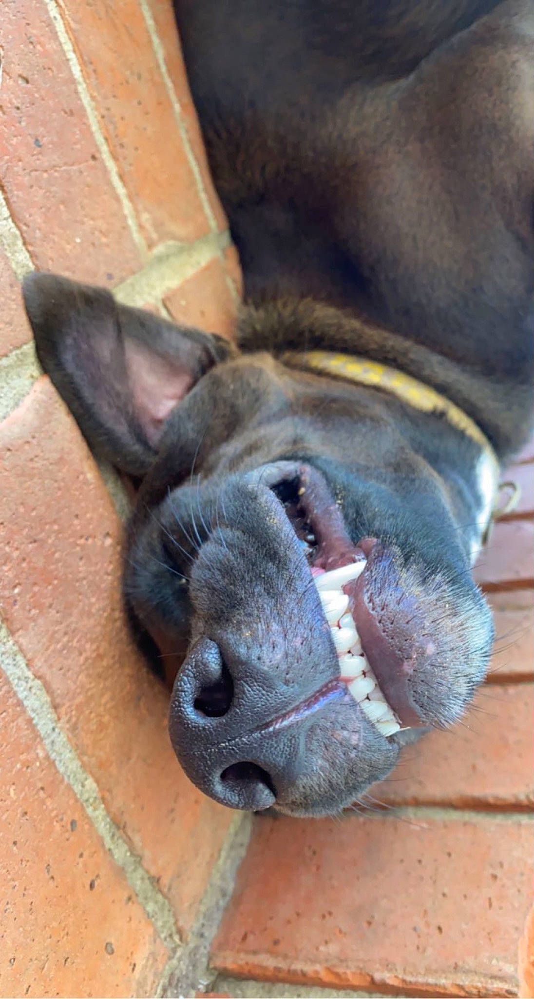 Lennon is registered to the contest to win money with this photo: carnivore, collar, dog, dog_breed, ear, eye, fawn, foot, fur, head, human_body, jaw, leg, liver, snout, sporting_group, terrestrial_animal, whiskers, working_animal, wrinkle